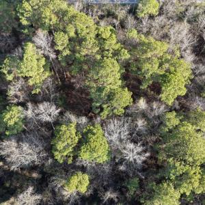 Photo #39 of Off NC 410 Hwy, Bladenboro, NC 14.5 acres