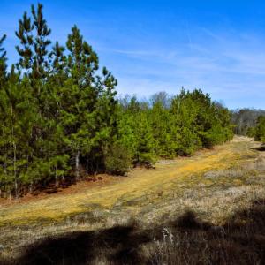 Photo #6 of Off  US 64 Bypass, Tarboro, NC 45.0 acres