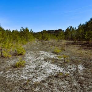 Photo #21 of Off  US 64 Bypass, Tarboro, NC 45.0 acres