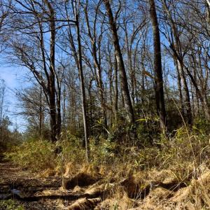 Photo #33 of Off  US 64 Bypass, Tarboro, NC 45.0 acres