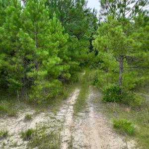 Photo #61 of Off  US 64 Bypass, Tarboro, NC 45.0 acres