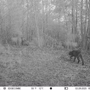 Photo #48 of Off  US 64 Bypass, Tarboro, NC 45.0 acres