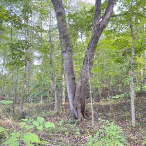 Photo #19 of Off Mann Oakley Road, Rougemont, NC 20.4 acres