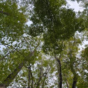 Photo #5 of Off Mann Oakley Road, Rougemont, NC 20.4 acres