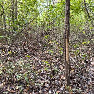 Photo #9 of Off Mann Oakley Road, Rougemont, NC 20.4 acres