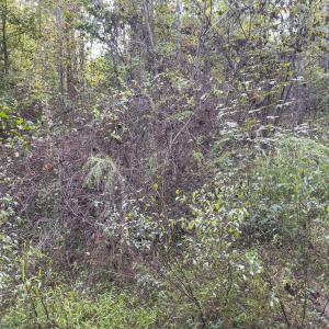 Photo #22 of Off Mann Oakley Road, Rougemont, NC 20.4 acres