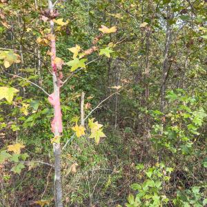 Photo #24 of Off Mann Oakley Road, Rougemont, NC 20.4 acres