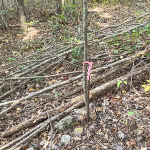 Photo #27 of Off Mann Oakley Road, Rougemont, NC 20.4 acres