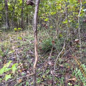 Photo #29 of Off Mann Oakley Road, Rougemont, NC 20.4 acres