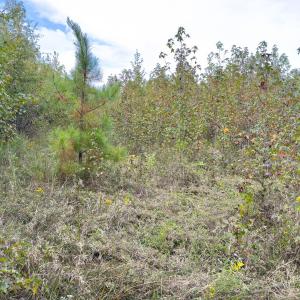 Photo #36 of Off Mann Oakley Road, Rougemont, NC 20.4 acres