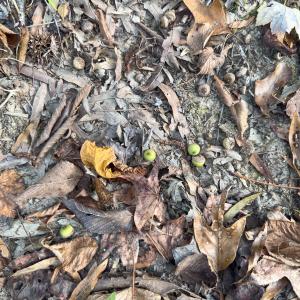 Photo #39 of Off Mann Oakley Road, Rougemont, NC 20.4 acres