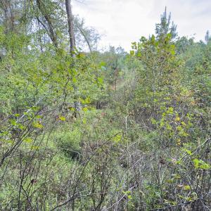 Photo #40 of Off Mann Oakley Road, Rougemont, NC 20.4 acres