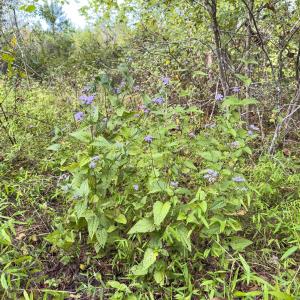 Photo #42 of Off Mann Oakley Road, Rougemont, NC 20.4 acres