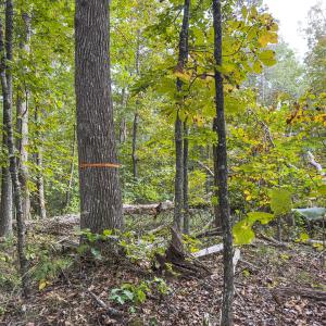 Photo #45 of Off Mann Oakley Road, Rougemont, NC 20.4 acres