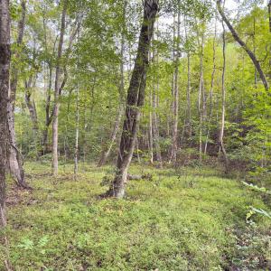 Photo #47 of Off Mann Oakley Road, Rougemont, NC 20.4 acres