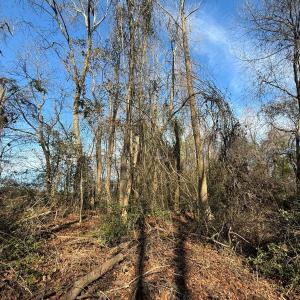 Photo #44 of Lot 4 Off of  Euray Moore Road, Warsaw, NC 12.2 acres