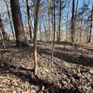 Photo #17 of 666 Soloman Rd, Prospect Hill, NC 28.0 acres
