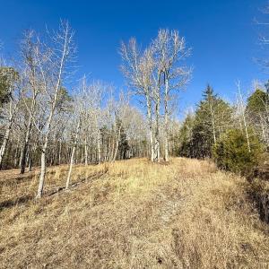 Photo #3 of 666 Soloman Rd, Prospect Hill, NC 28.0 acres