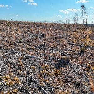 Photo #23 of Off White Oak Road, Dewitt, VA 52.5 acres