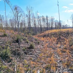 Photo #28 of Off White Oak Road, Dewitt, VA 52.5 acres