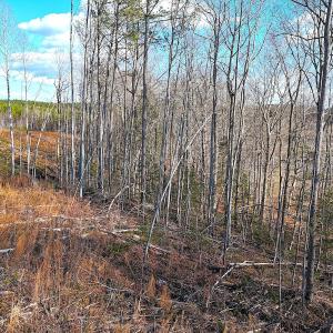 Photo #6 of Off White Oak Road, Dewitt, VA 52.5 acres