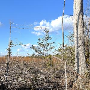 Photo #29 of Off White Oak Road, Dewitt, VA 52.5 acres