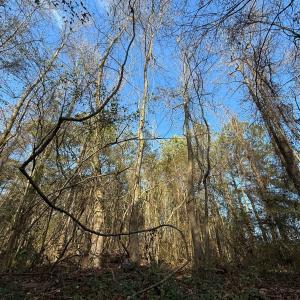 Photo #6 of Off Euray Moore Road (Lot 6), Warsaw, NC 5.6 acres
