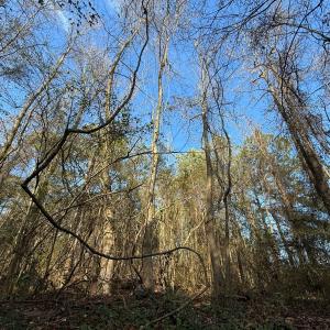 Photo #6 of Off Euray Moore Road (Lot 7), Warsaw, NC 2.7 acres
