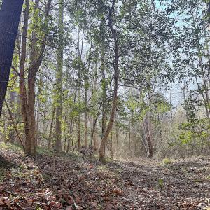 Photo #31 of Off Quaker Road, Dinwiddie, VA 30.0 acres