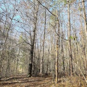 Photo #7 of Off Quaker Road, Dinwiddie, VA 30.0 acres