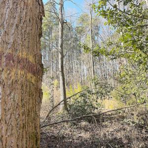 Photo #13 of Off Quaker Road, Dinwiddie, VA 30.0 acres