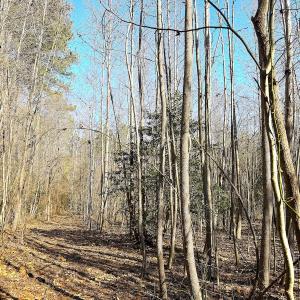 Photo #15 of Off Quaker Road, Dinwiddie, VA 30.0 acres