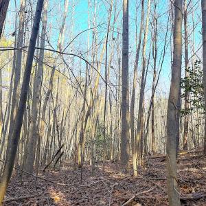 Photo #18 of Off Quaker Road, Dinwiddie, VA 30.0 acres