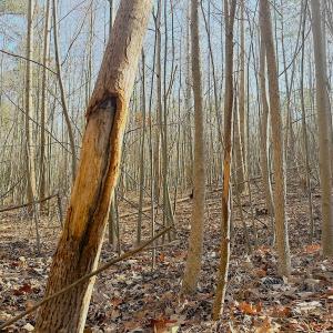 Photo #19 of Off Quaker Road, Dinwiddie, VA 30.0 acres