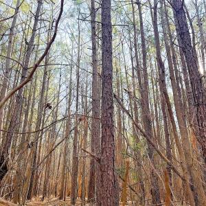 Photo #24 of Off Quaker Road, Dinwiddie, VA 30.0 acres