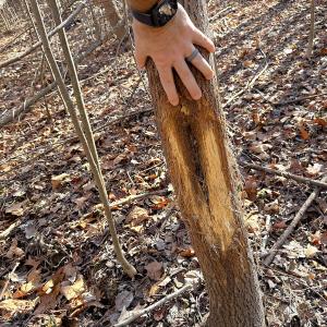 Photo #26 of Off Quaker Road, Dinwiddie, VA 30.0 acres