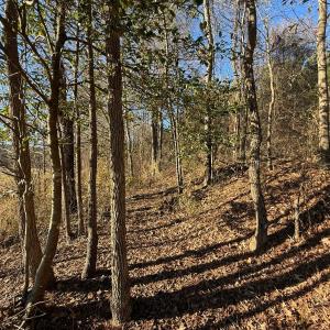 Photo #7 of Off Joe Gardner Road, Grifton, NC 28.0 acres