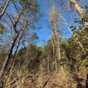 Photo #34 of Off Joe Gardner Road, Grifton, NC 28.0 acres