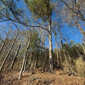 Photo #41 of Off Joe Gardner Road, Grifton, NC 28.0 acres