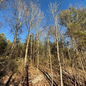 Photo #44 of Off Joe Gardner Road, Grifton, NC 28.0 acres