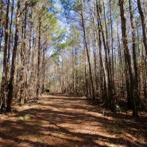 Photo #8 of Off Knobbs Creek Rd, Elizabeth City, NC 611.0 acres