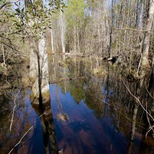 Photo #35 of Off Knobbs Creek Rd, Elizabeth City, NC 611.0 acres