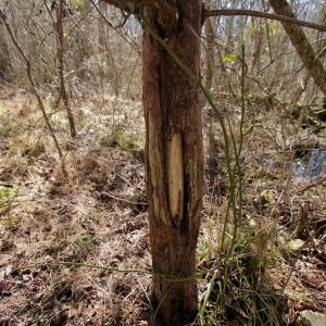 Photo #41 of Off Knobbs Creek Rd, Elizabeth City, NC 611.0 acres