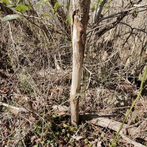 Photo #43 of Off Knobbs Creek Rd, Elizabeth City, NC 611.0 acres