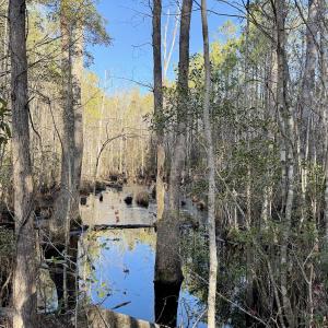 Photo #46 of Off Knobbs Creek Rd, Elizabeth City, NC 611.0 acres