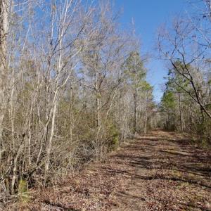Photo #47 of Off Knobbs Creek Rd, Elizabeth City, NC 611.0 acres