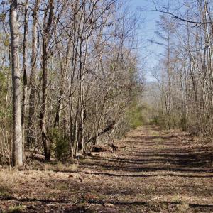 Photo #48 of Off Knobbs Creek Rd, Elizabeth City, NC 611.0 acres
