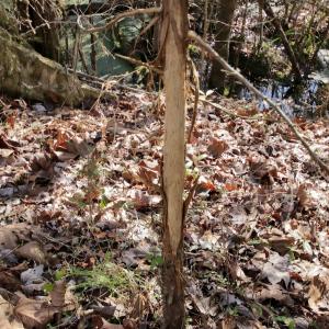 Photo #49 of Off Knobbs Creek Rd, Elizabeth City, NC 611.0 acres