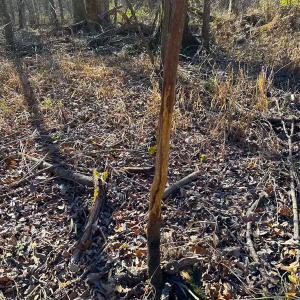 Photo #6 of Off Taylors Mill Road, Emporia, VA 107.0 acres