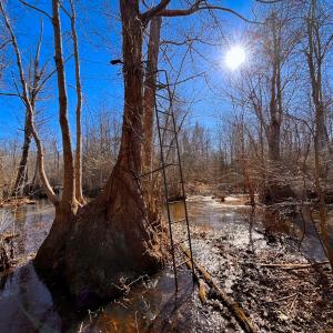 Photo #10 of Off Taylors Mill Road, Emporia, VA 107.0 acres